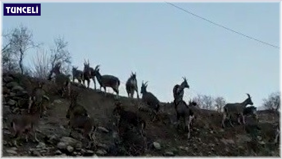 Yaban keçilerinin ilçe halkını mutlu eden istilası