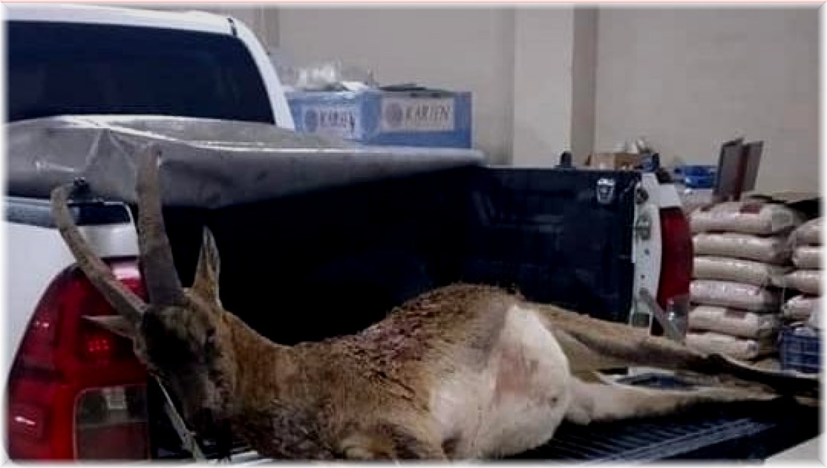 Yaban keçisi avlayan 2 kaçak avcı yakalandı