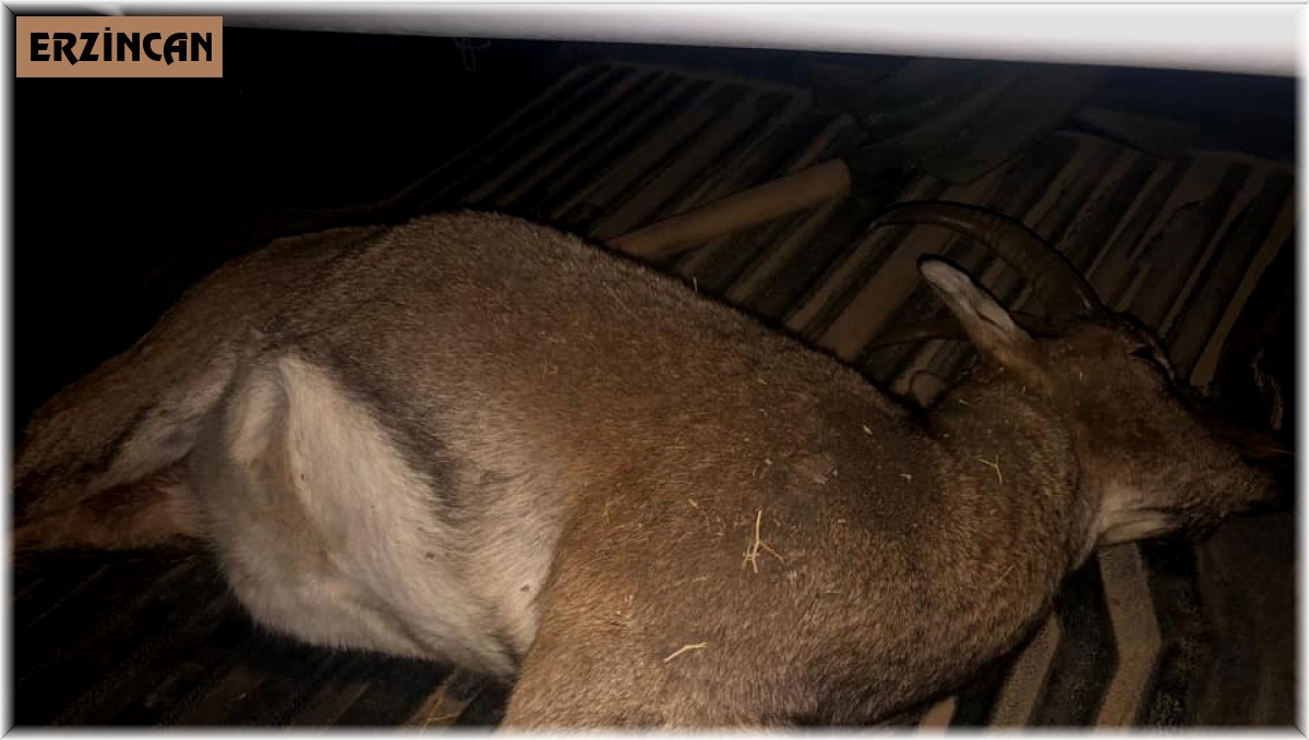 Yaban keçisi avlayan 3 kaçak avcı yakalandı