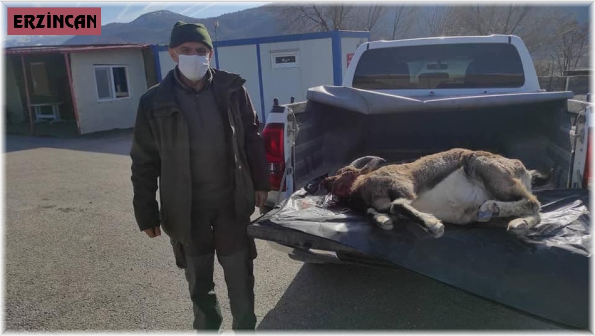 Yaban keçisi avlayan 3 kaçak avcı yakalandı