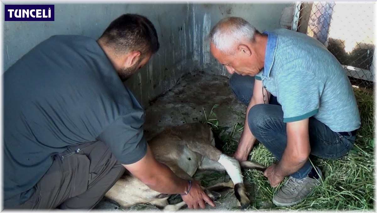 Yaban keçisi, köpeklerin saldırısından baraj gölüne atlayarak kurtuldu