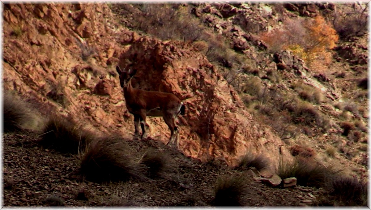 Yaban keçisi sürüsü doğal ortamında görüntülendi, kartpostallık manzaralar ortaya çıktı