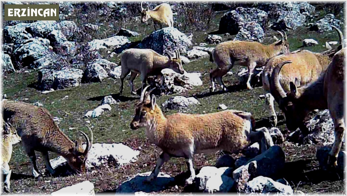 Yaban keçisi sürüsü fotokapanla görüntülendi