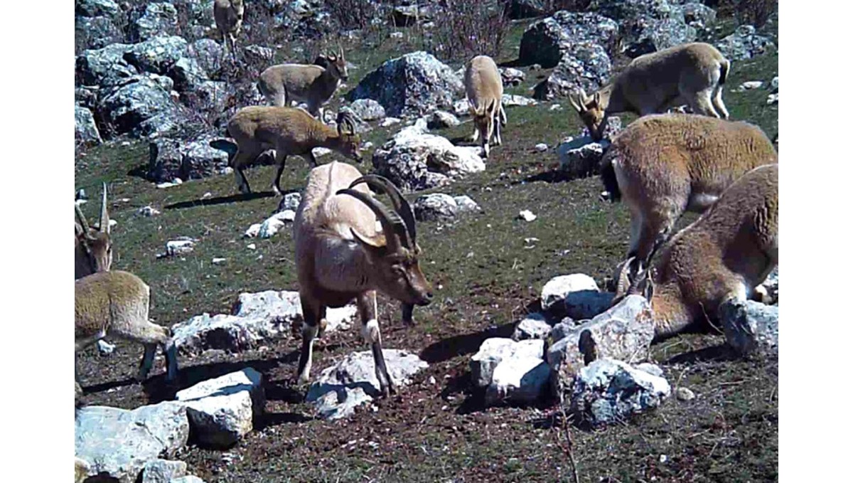Yaban keçisi sürüsü fotokapanla görüntülendi