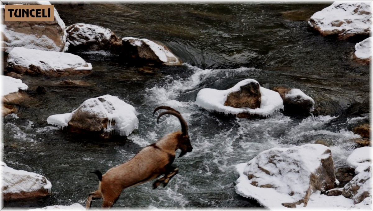 Yaban keçisinin kayadan kayaya atlayışı görüntülendi