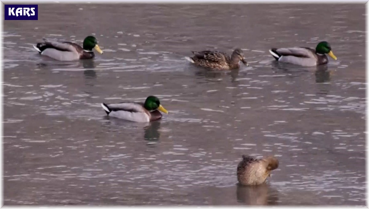 Yaban ördekleri Kars Çayı'nı mesken tuttu
