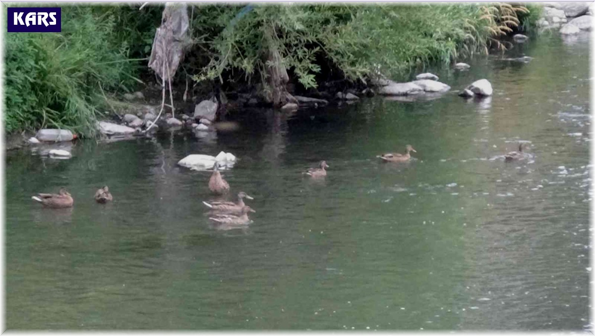 Yaban ördekleri yavrularını Kars'ta büyüttü