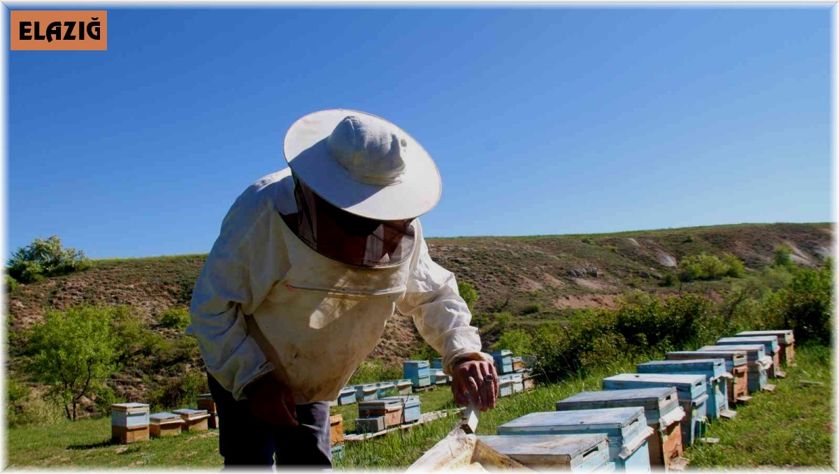 Yağışlar arıcıları da sevindirdi, rekoltede yükseliş bekleniyor