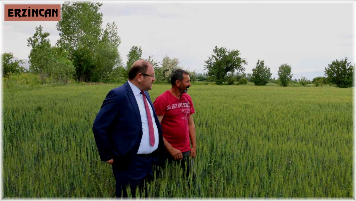 Yağışlar yüz güldürüyor, hububatta rekolte artışı bekleniyor