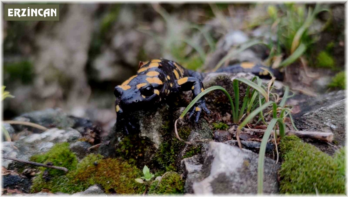 Yağmur yağışlarıyla birlikte "Doğanın gizli kahramanları" böcekler iş başı yaptı