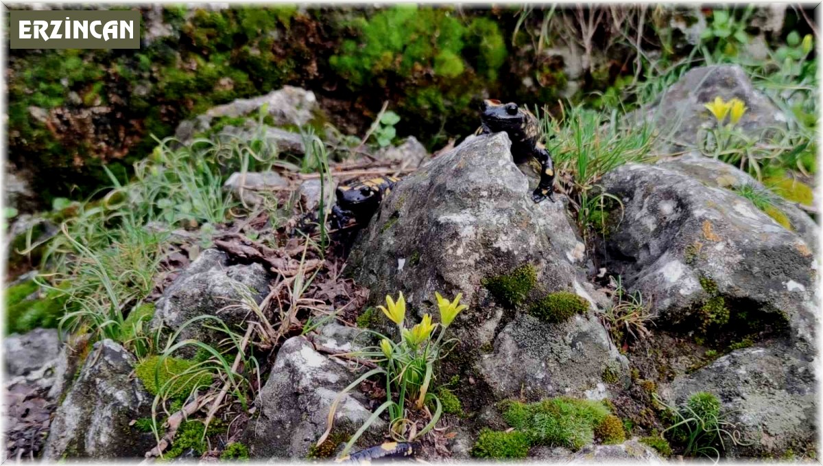 Yağmur yağışlarıyla birlikte "Doğanın gizli kahramanları" böcekler iş başı yaptı