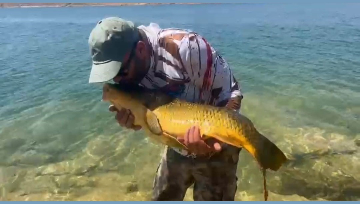 Yakaladığı 15 kiloluk sazanı tekrar suya bıraktı