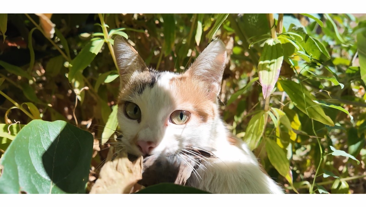 Yakaladığı serçeyi yavrusuna götürüp besledi