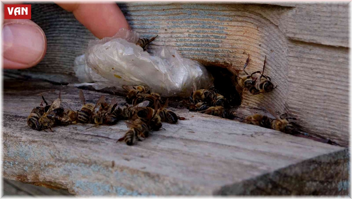 Yalancı bahar arıları vurdu
