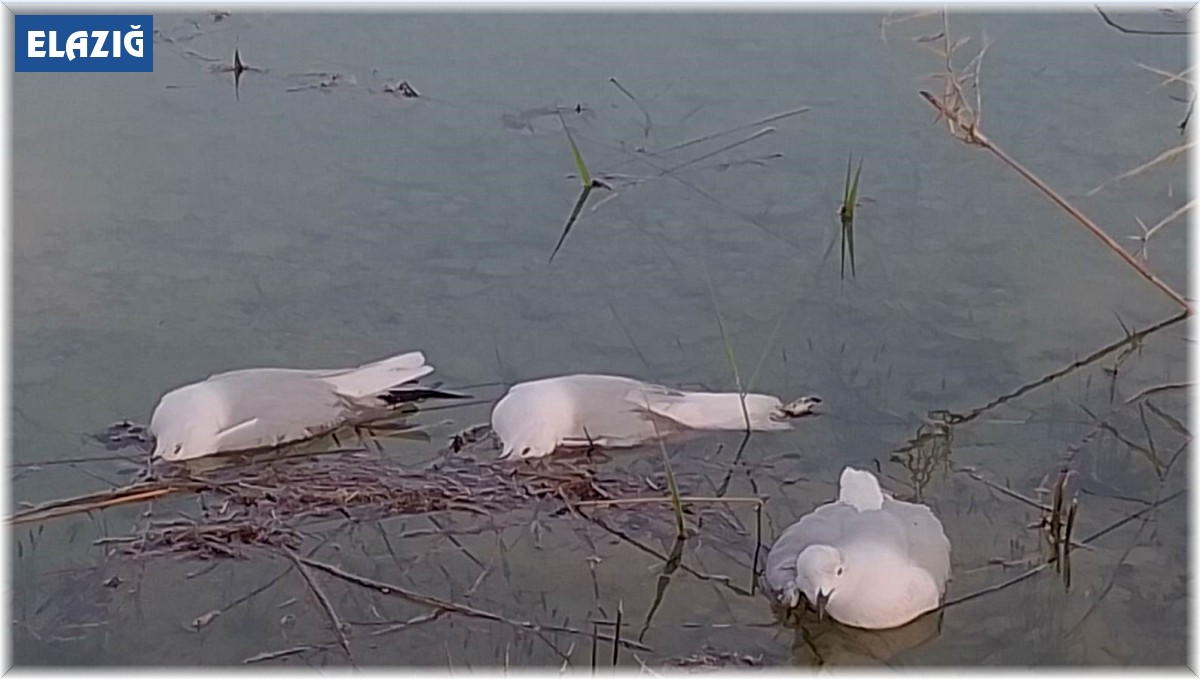 'Yalancı veba' martıları vurdu: Binlercesi telef oldu, bir o kadarı da ölmek üzere
