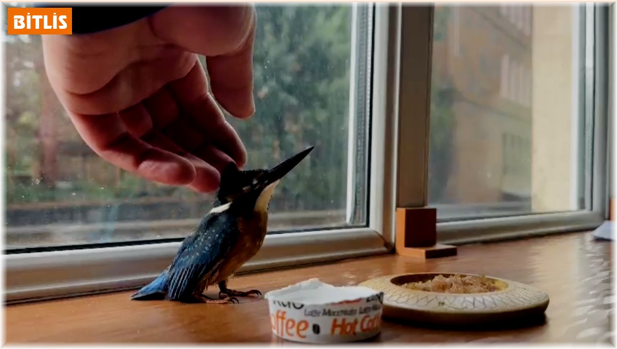 Yalıçapkını, Tatvan'da bitkin halde bulundu