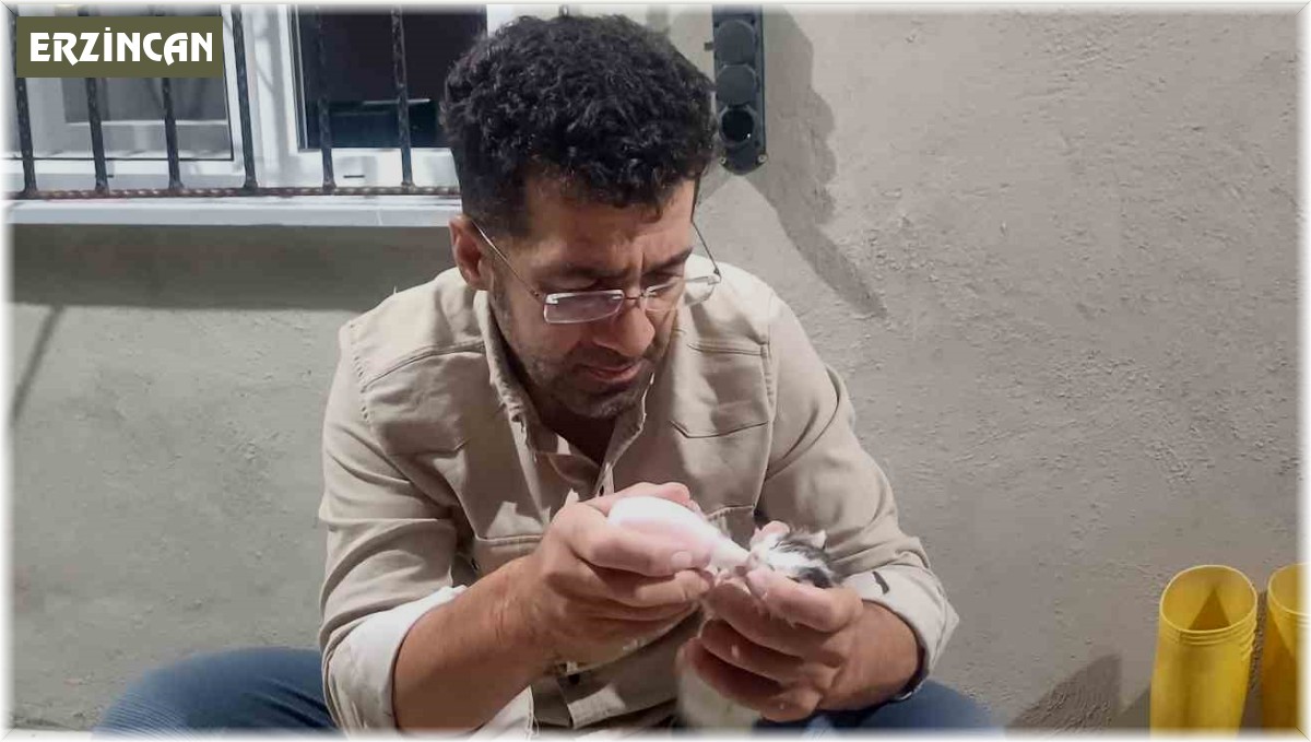 Yalnız kalan yavru kedileri biberonla emziriliyor