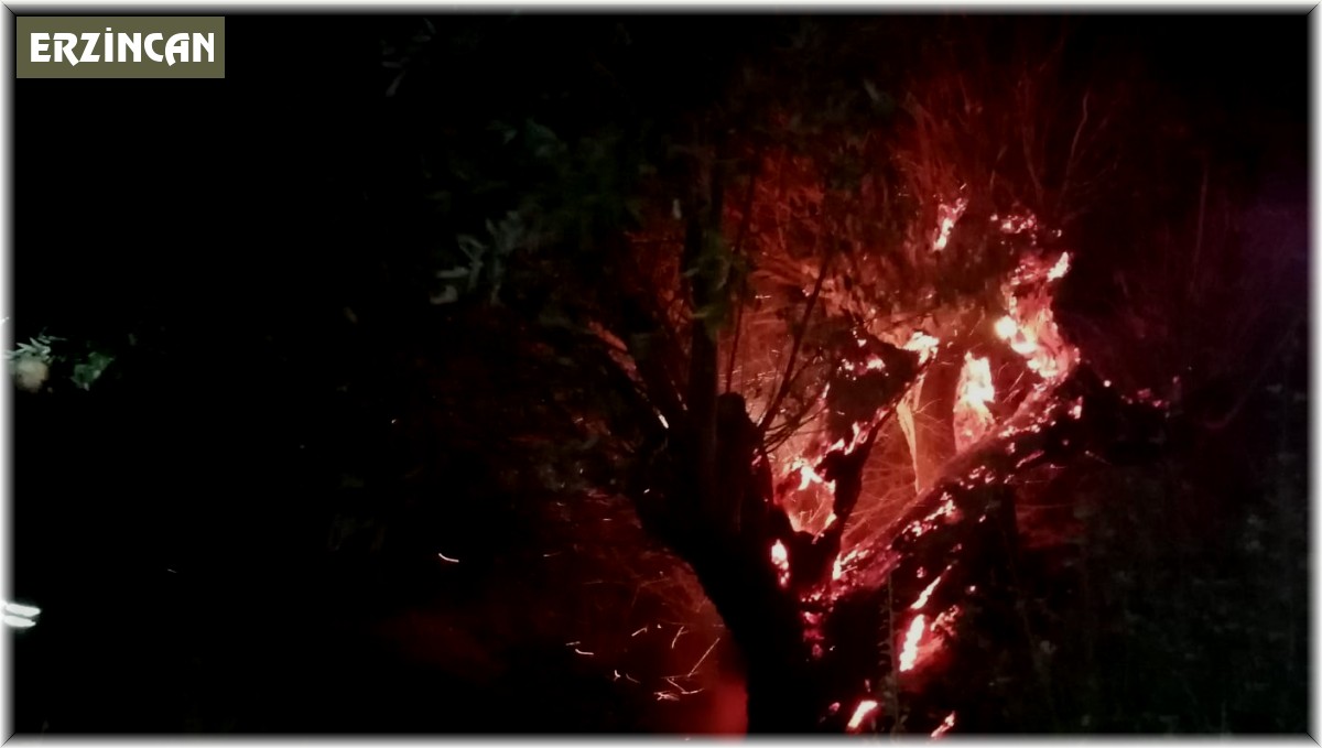 Yanan ağaç itfaiye ekiplerince söndürüldü