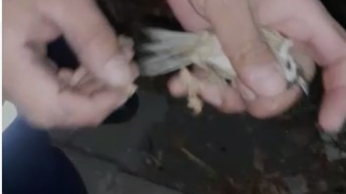 Yangın merdivenlerinin boşluğunda sıkışan kuşu itfaiye ekipleri kurtardı