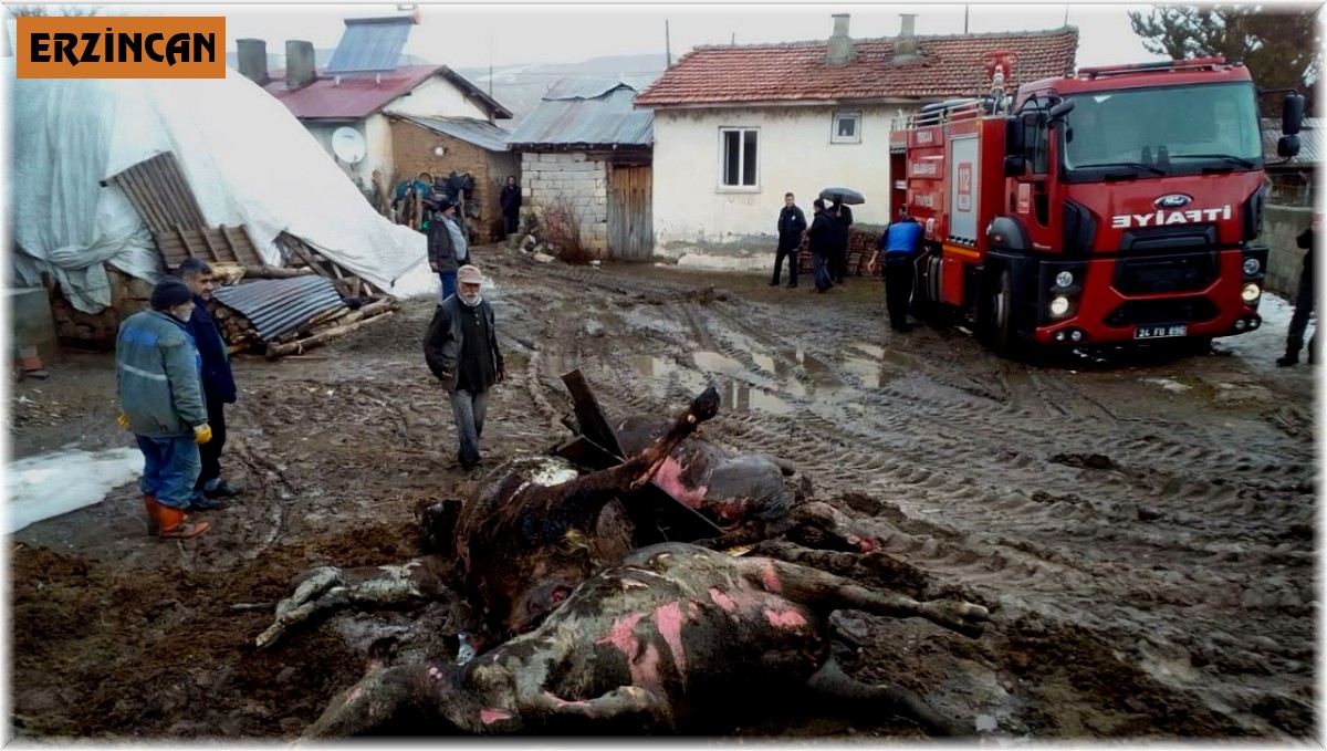 Yangında 4 büyükbaş hayvan telef oldu