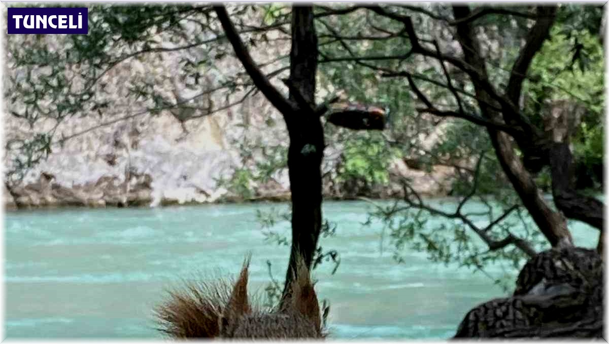 Yanına kadar gelen sincabı elleriyle besledi