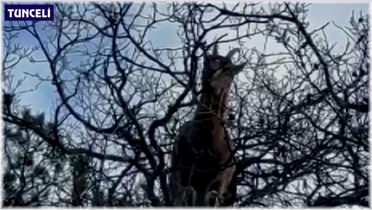 Yanlarına kadar gidip yaban keçilerini izleyip görüntülüyor, hayvanlar ondan kaçmıyor