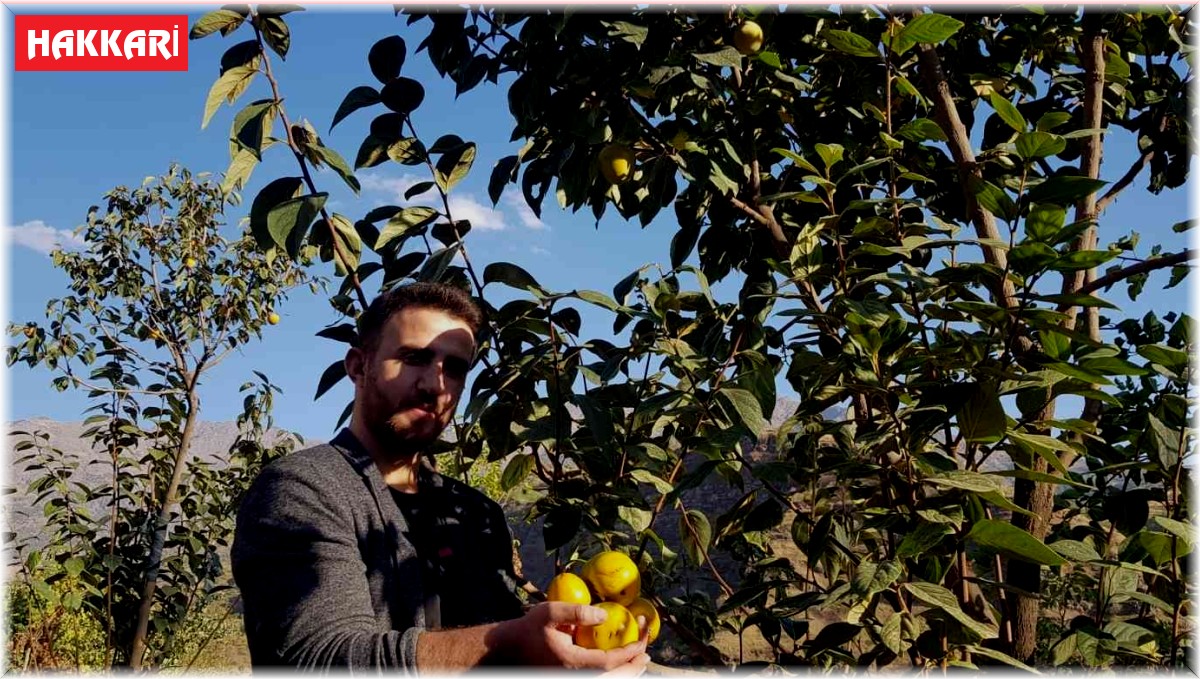 Yanlışlıkla ilçeyi cennet hurmasıyla tanıştırdı