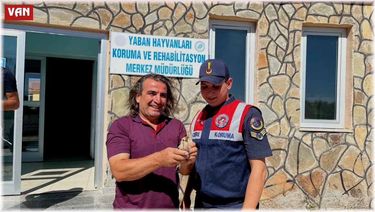 Yaralı ağaçkakana jandarma şefkati