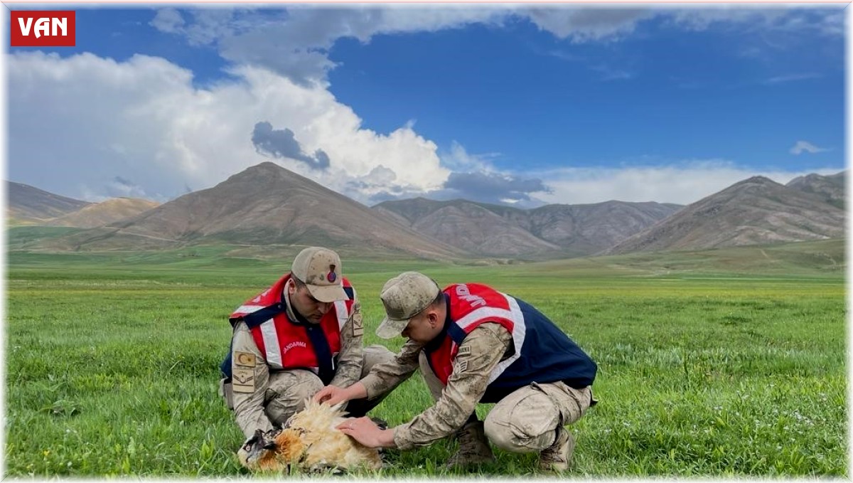 Yaralı akbaba koruma altına alındı