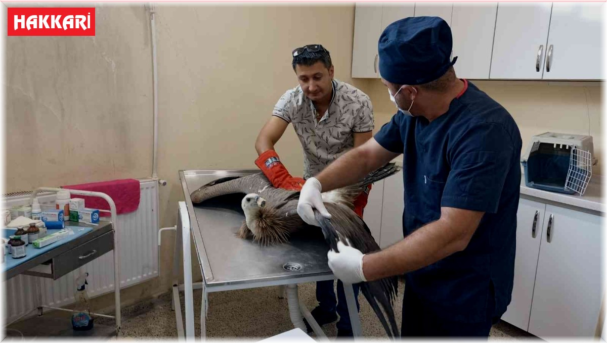 Yaralı akbaba tedavi altına alındı