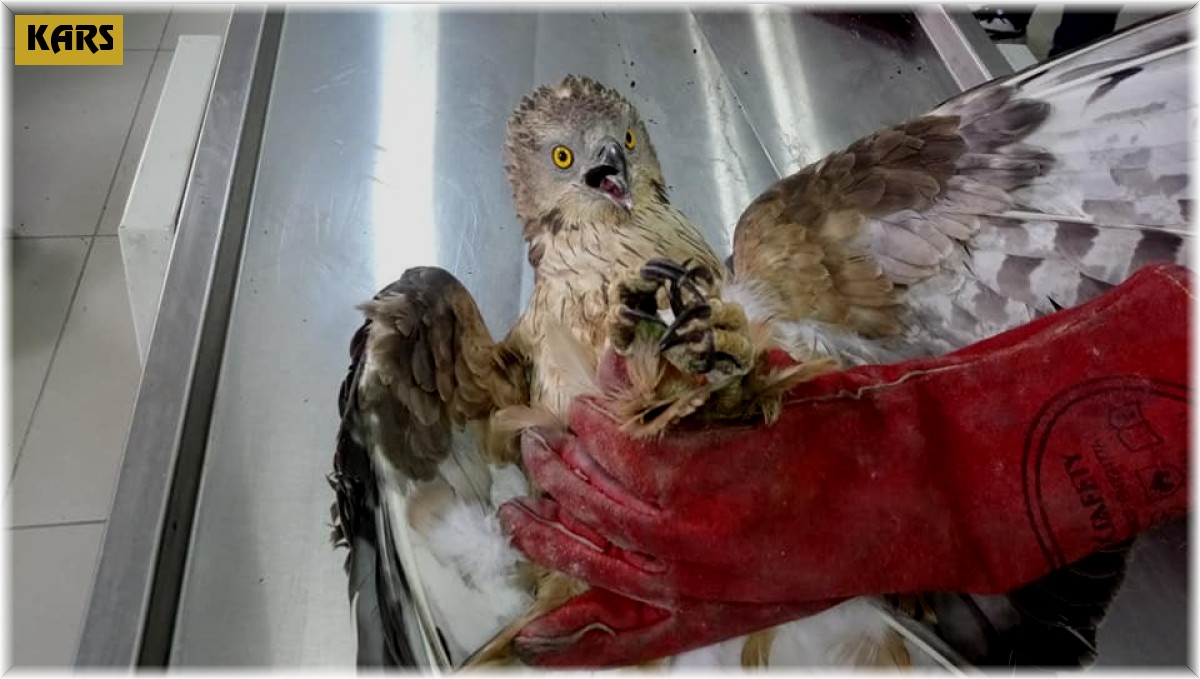 Yaralı Arı Şahini tedavi altına alındı