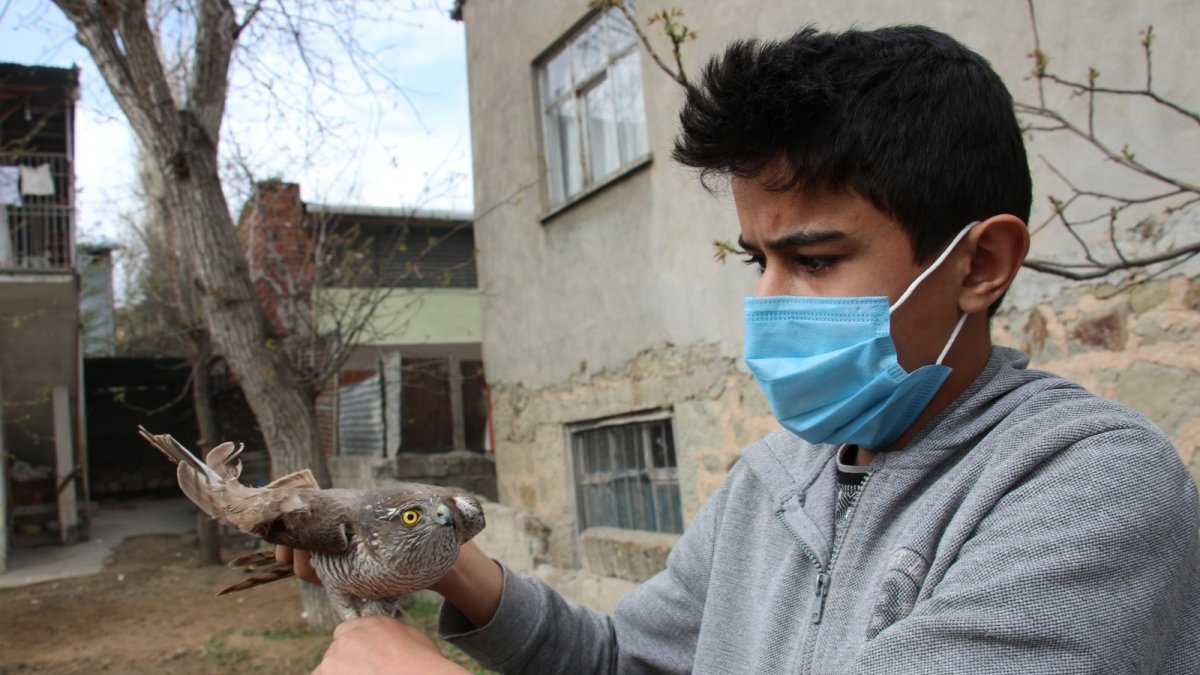 Yaralı atmacaya sahip çıktı, tedavi ettirip doğaya saldı