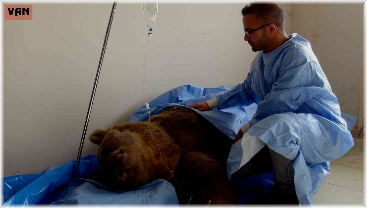 Yaralı ayıya 'Lokman Hekim' şefkati