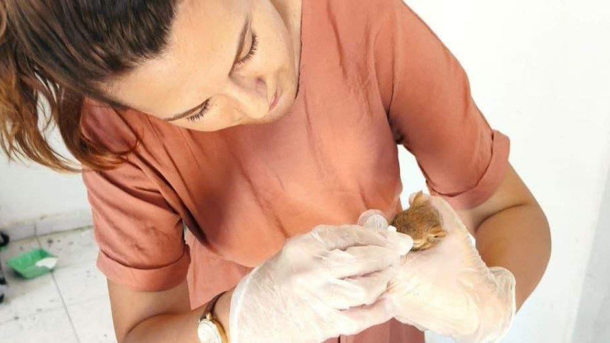 Yaralı baykuş ve sincap koruma altına alındı