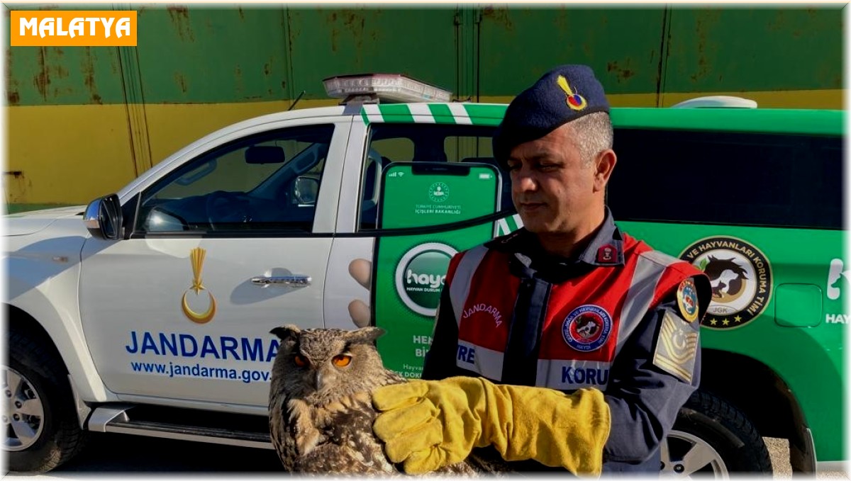 Yaralı baykuşa duyarlı vatandaş şefkati
