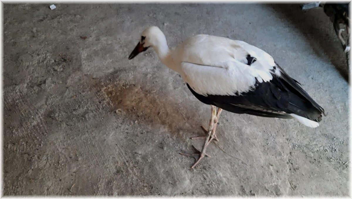 Yaralı bulduğu leyleği korumaya aldı