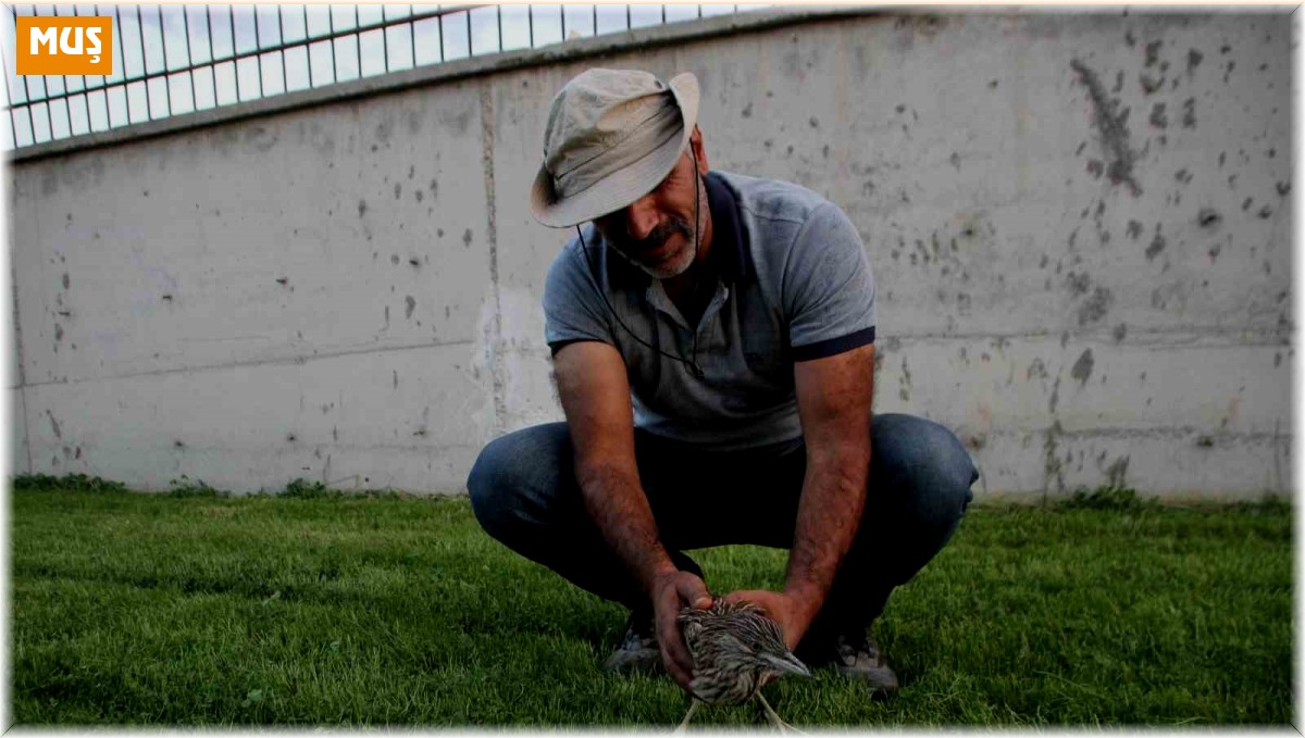 Yaralı bulunan balaban kuşu tedavi altına alındı