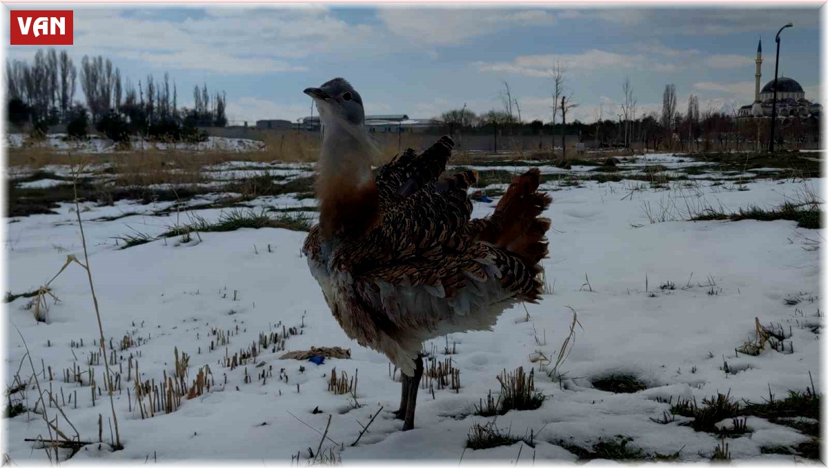 Yaralı bulunan kırmızı listedeki toy kuşu Van'da tedavi altına alındı