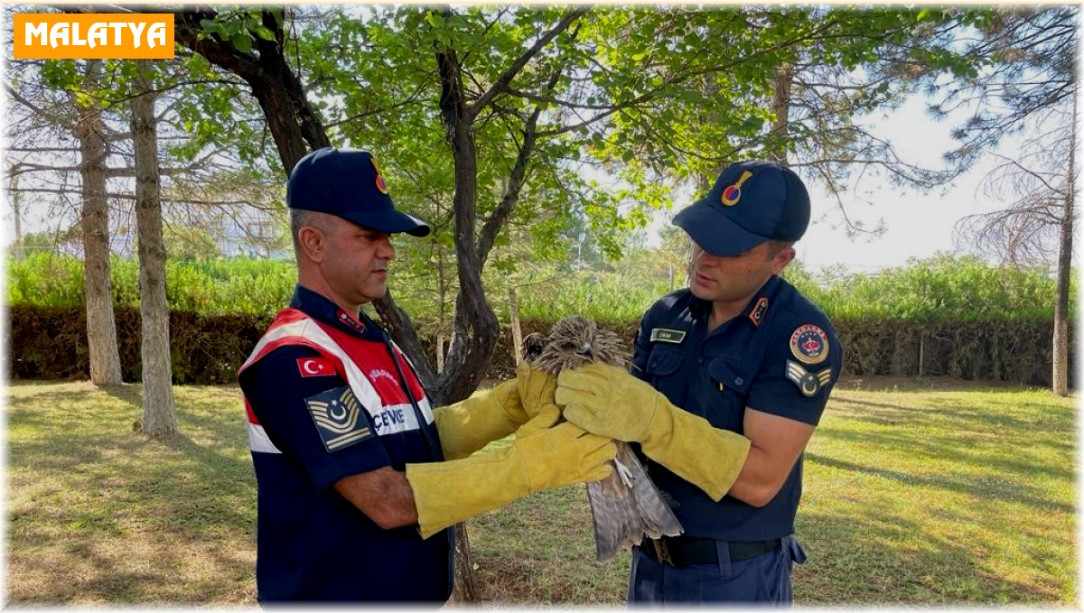 Yaralı bulunan Şahin koruma altına alındı