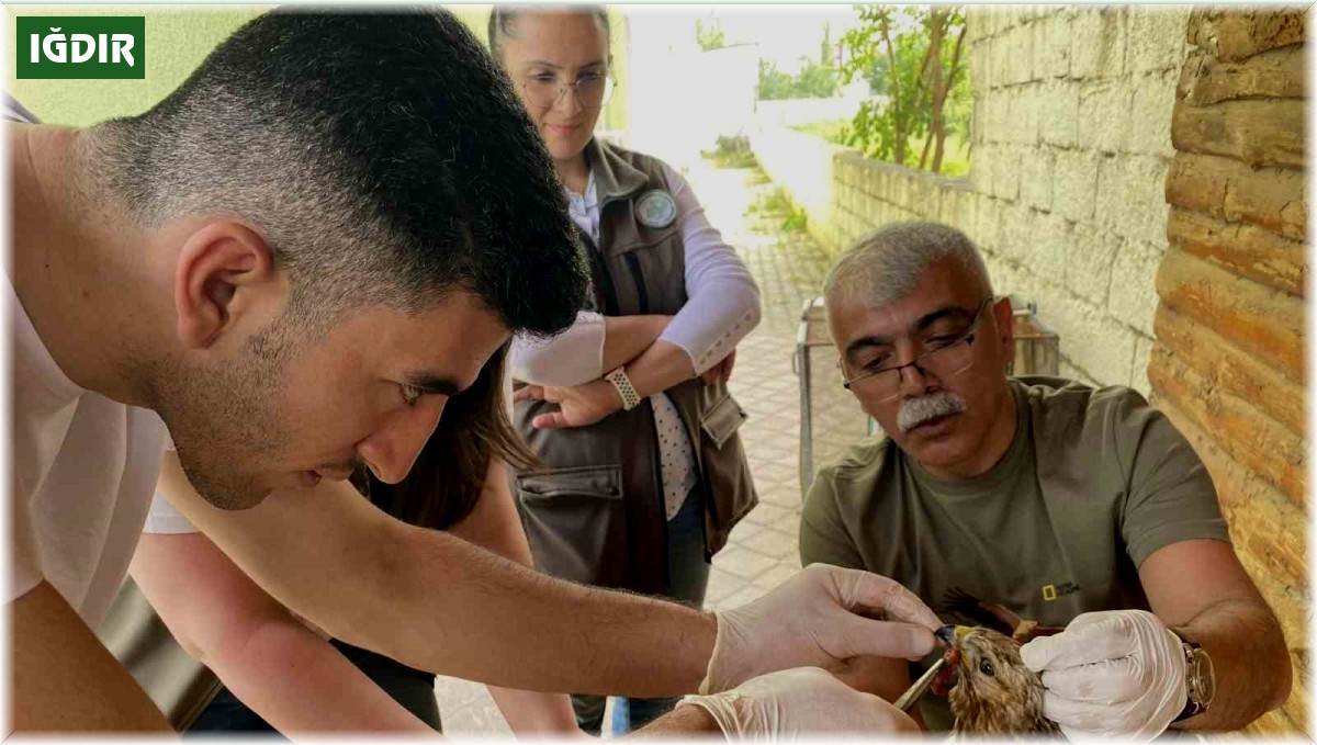 Yaralı bulunan şahin tedavi altına alındı