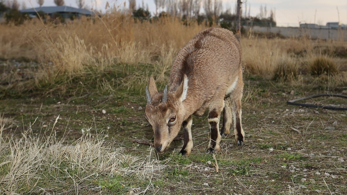 Yaralı bulunan yavru dağ keçisinin tedavisi tamamlandı