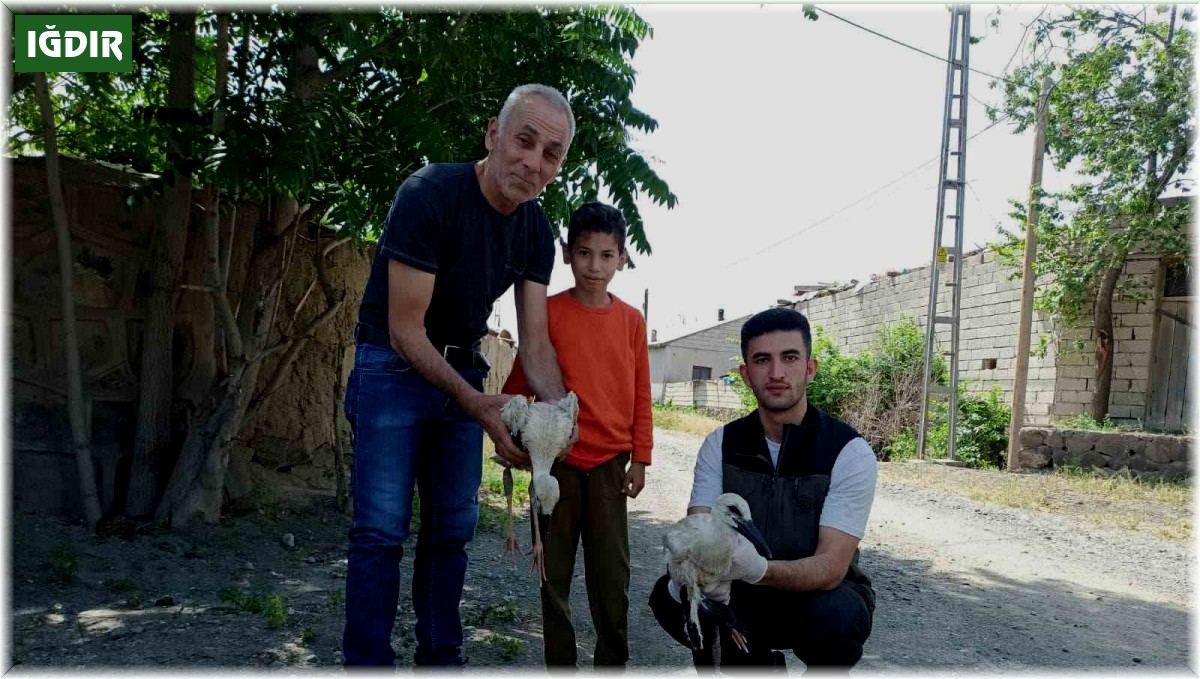 Yaralı bulunan yavru leylekler tedavi altına alındı