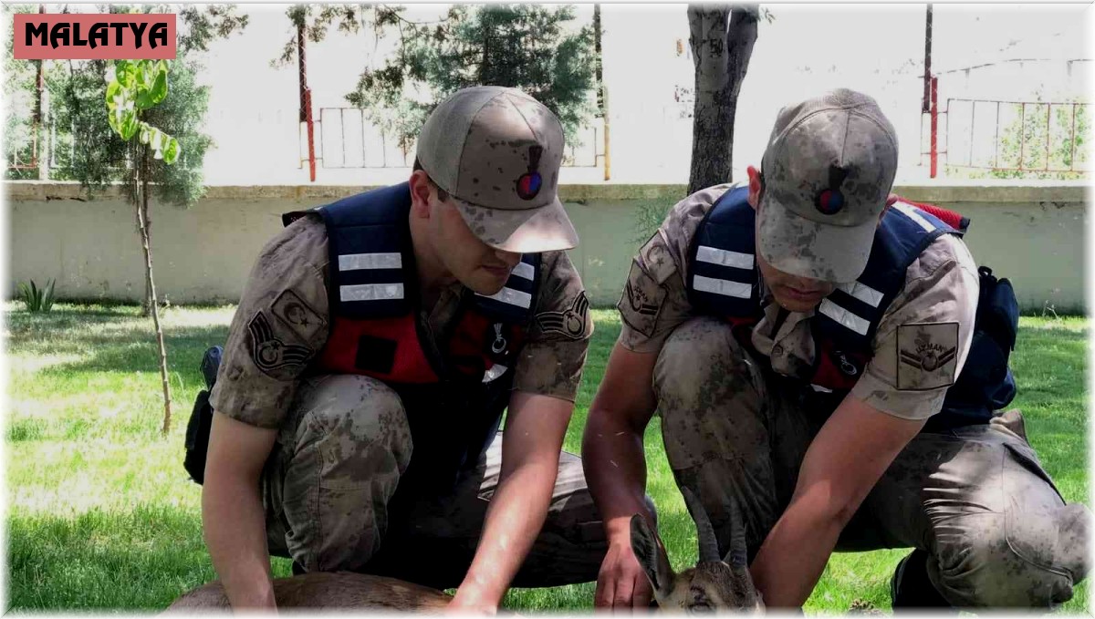 Yaralı dağ keçilerine jandarma şefkati