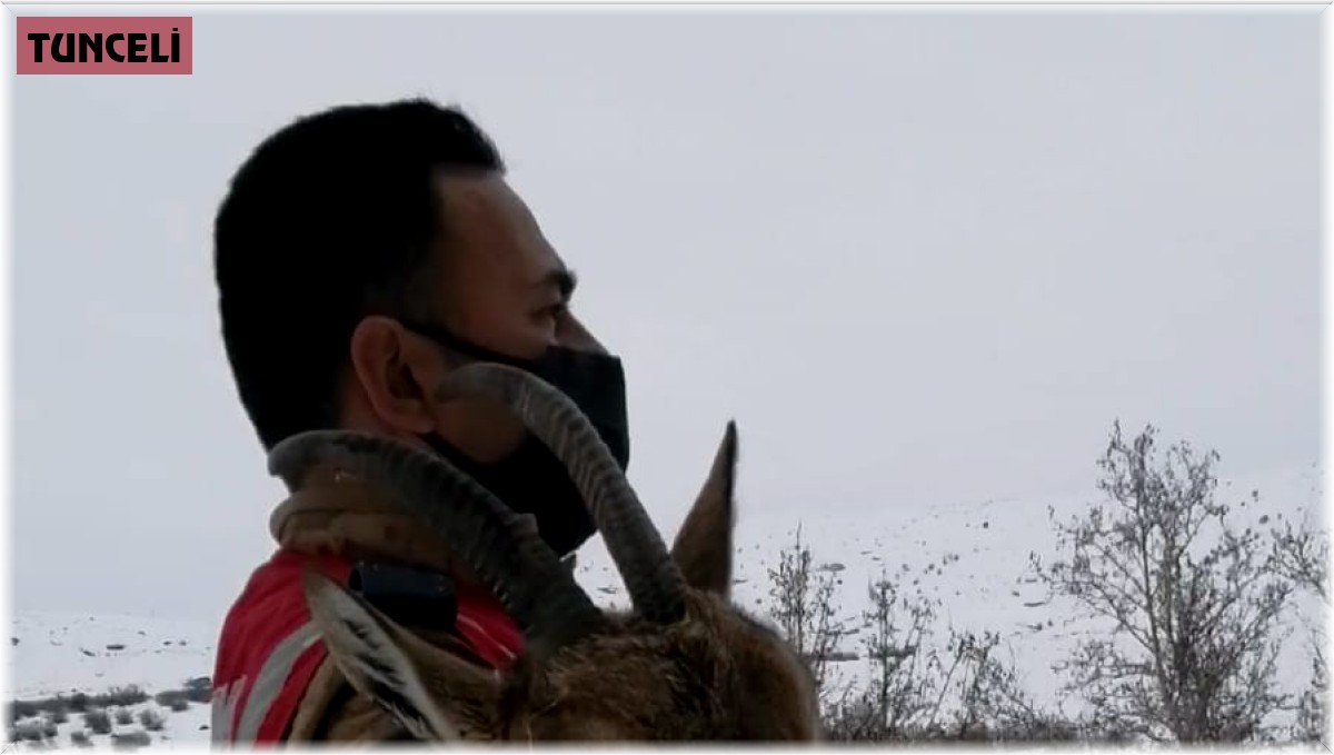 Yaralı dağ keçisi koruma altına alındı