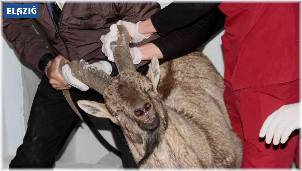 Yaralı dağ keçisi tedavi altına alındı