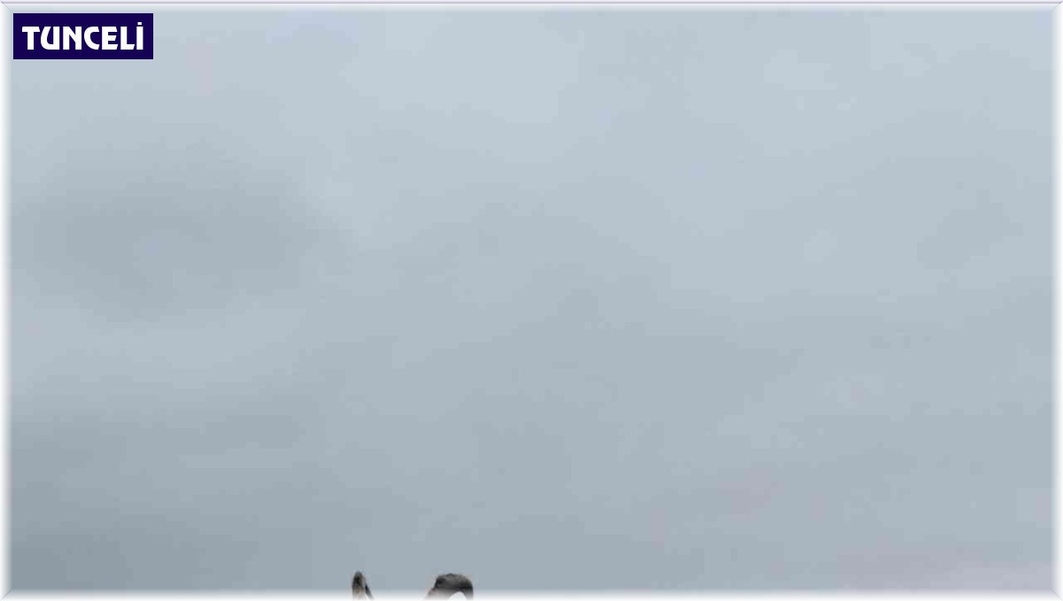 Yaralı dağ keçisi tedavi altına alındı