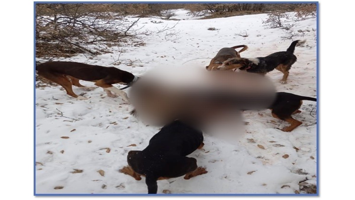Yaralı domuza av köpekleriyle işkence yapan avcıların yaptıkları cezasız kalmadı