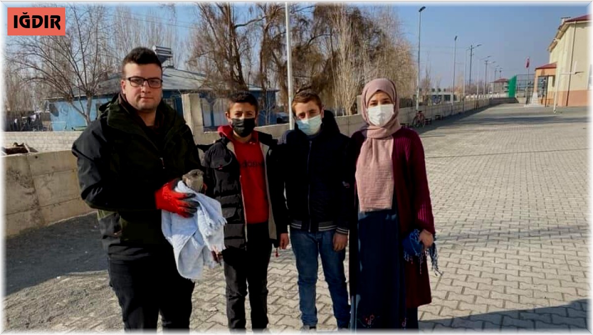 Yaralı halde bulunan atmaca tedavi altına alındı