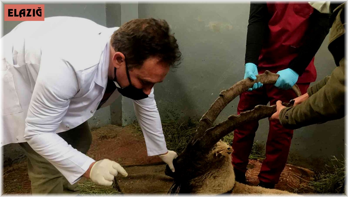 Yaralı halde bulunan dağ keçisi tedavi altına alındı