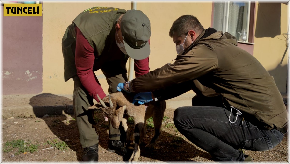 Yaralı halde bulunan koruma altındaki yaban keçisi tedavi altına alındı